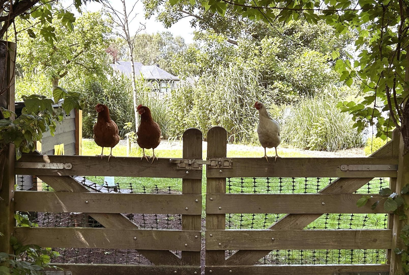 's-Gravenbroekseweg 35 image 1