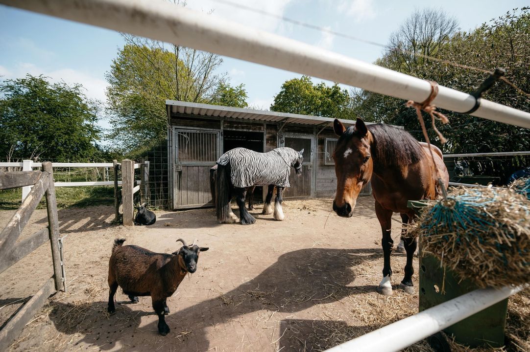 Drieëndijk 3 image thumbs 1