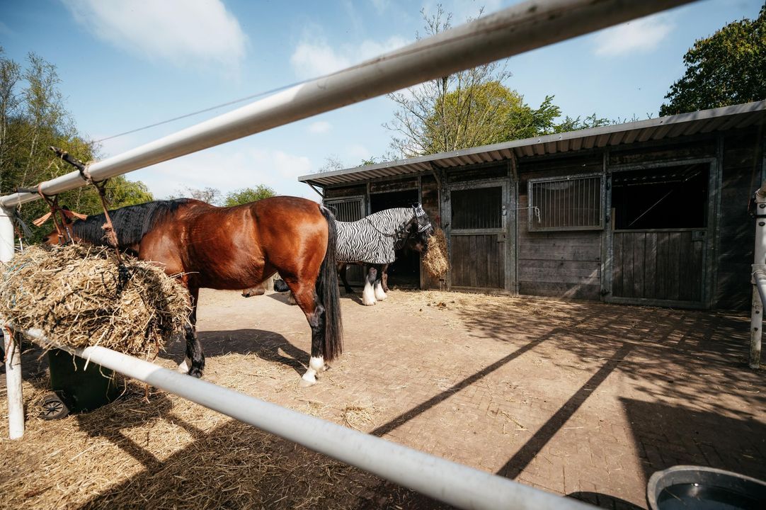 Drieëndijk 3 image thumbs 1