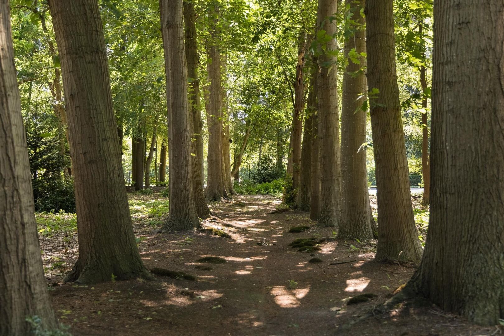 Weg over de Plaats 4 image 1