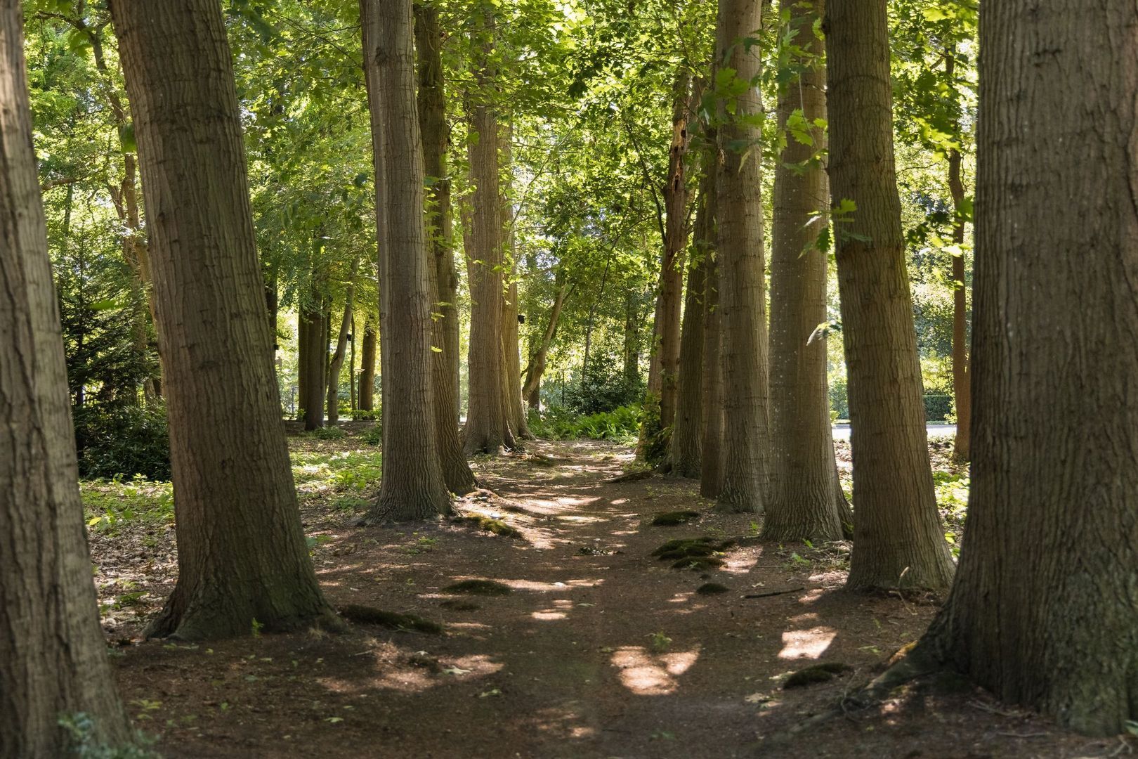 Weg over de Plaats 4 image 1