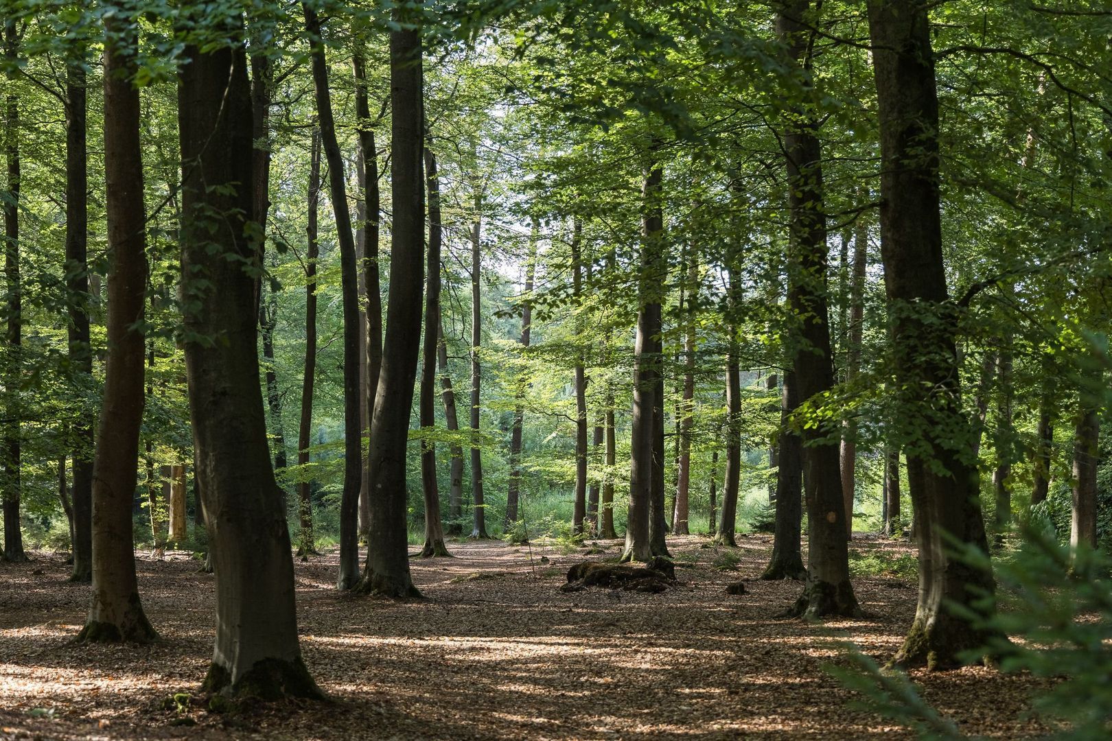 Haagsebosweg 38 image 1