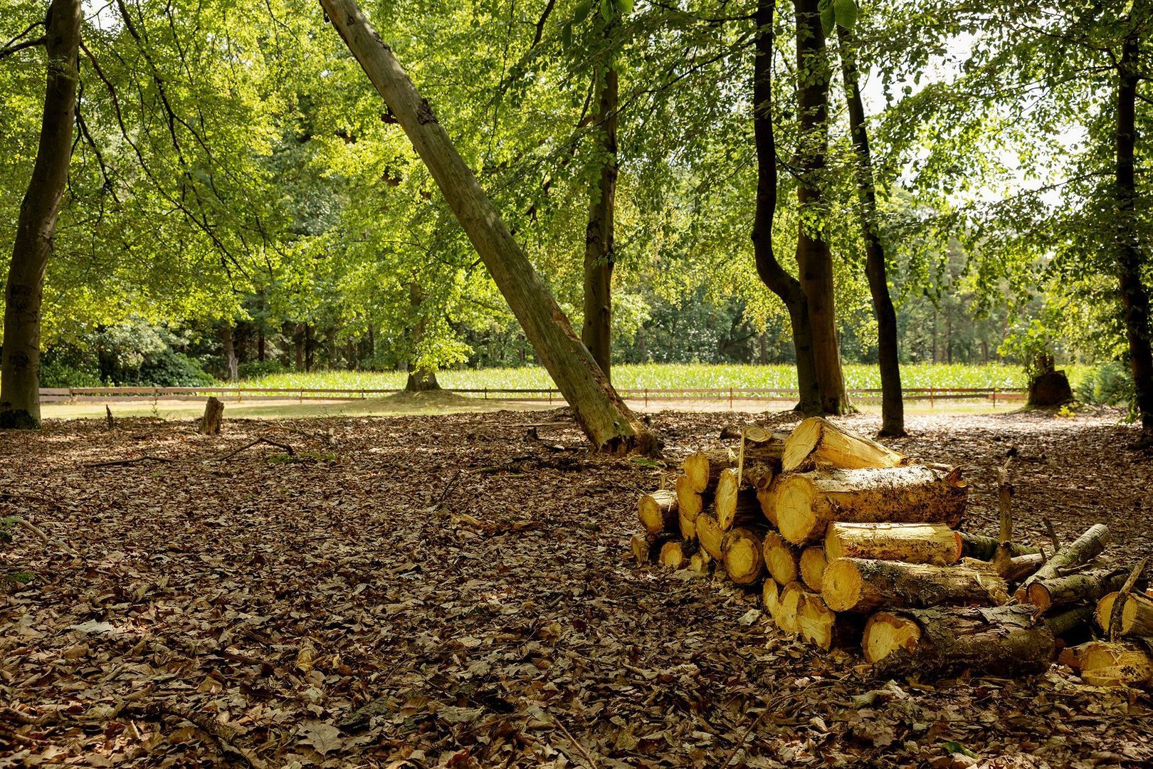 Haagsebosweg 38 image 1