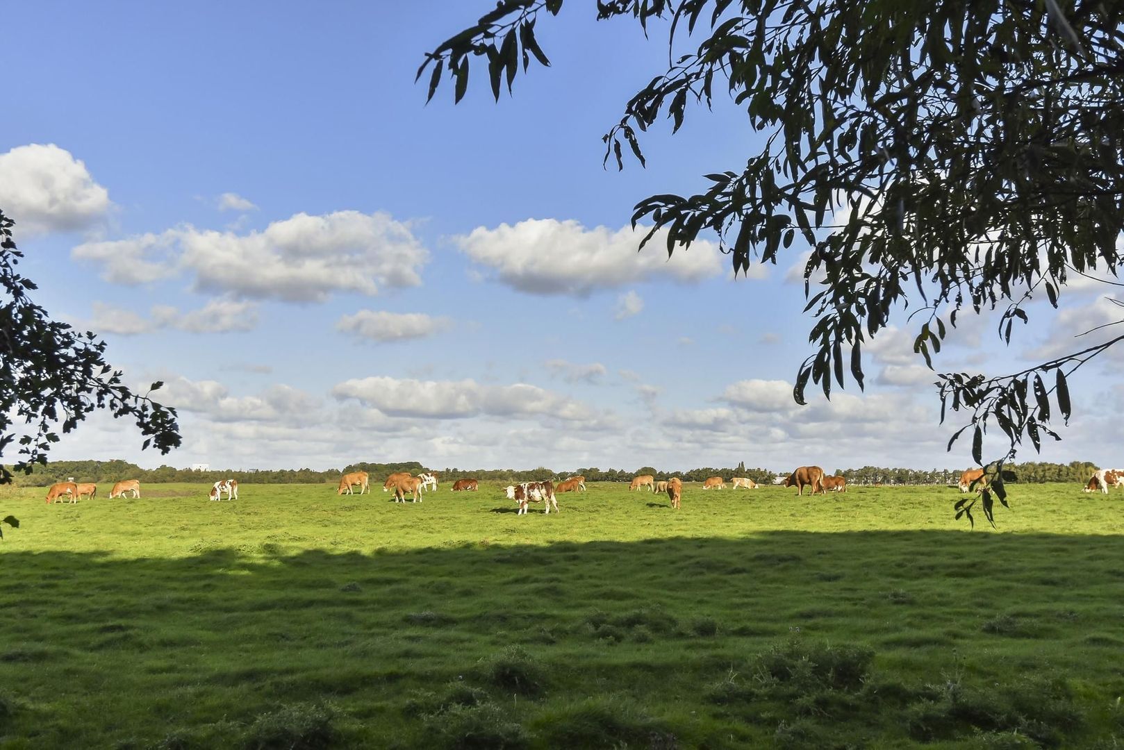 Zwetkade 8, Pijnacker foto-65