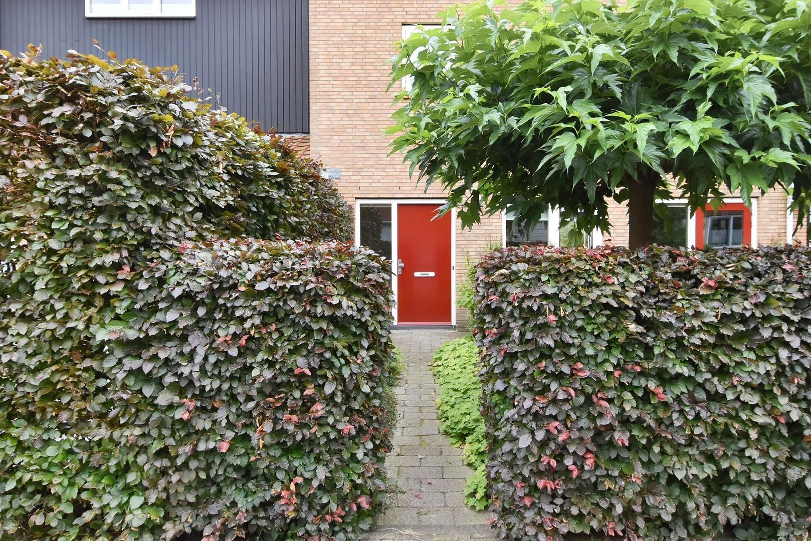 Blauw Glidkruid 4, Den Haag foto-5
