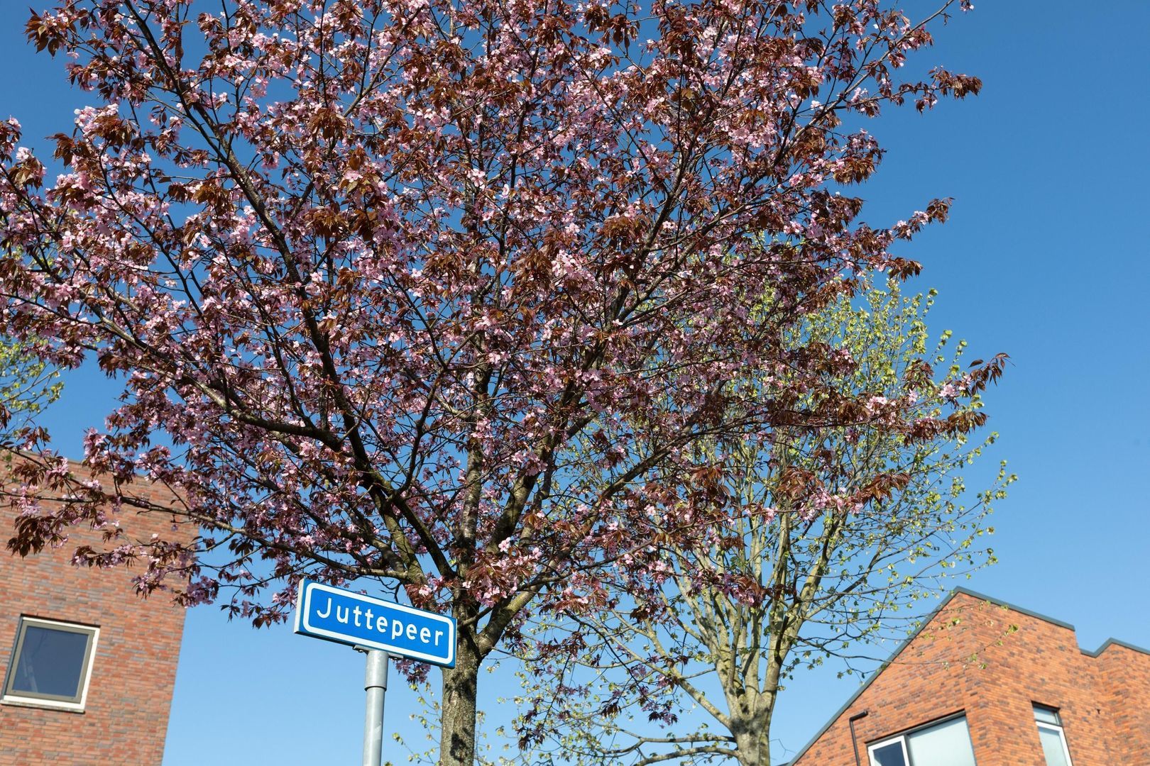 Juttepeer 48, Den Hoorn foto-35