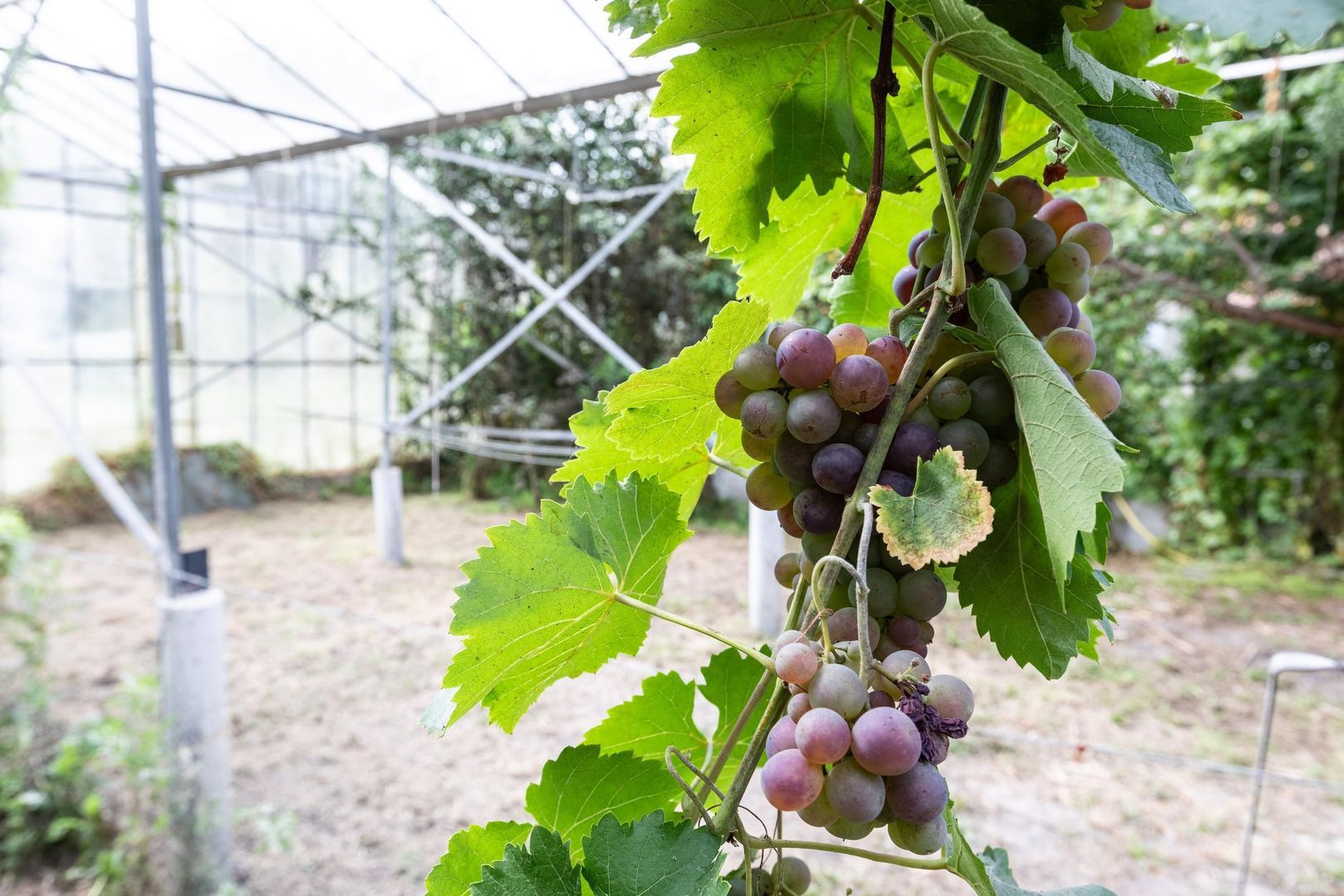Oudeweg 78, Nootdorp foto-49