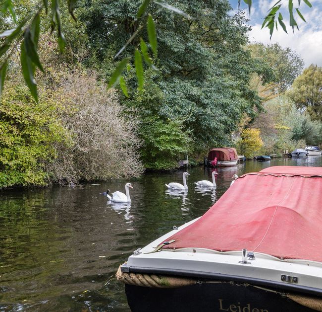 Duke Ellingtonstraat 54, Leiden foto-2