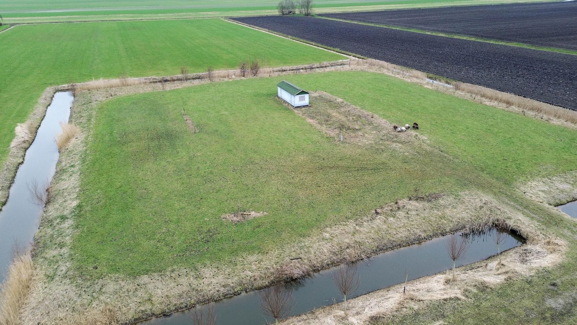 Graskade 0 ong, Ter Aar foto-2 blur