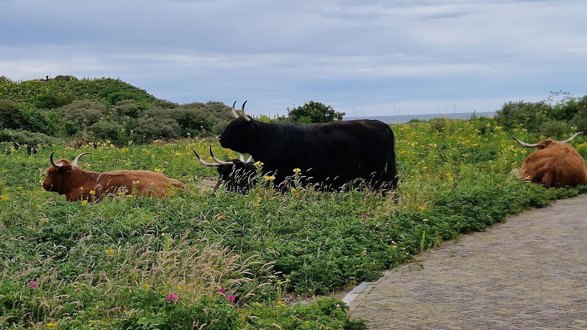 Steigerstraat 22 Den Haag photo-53