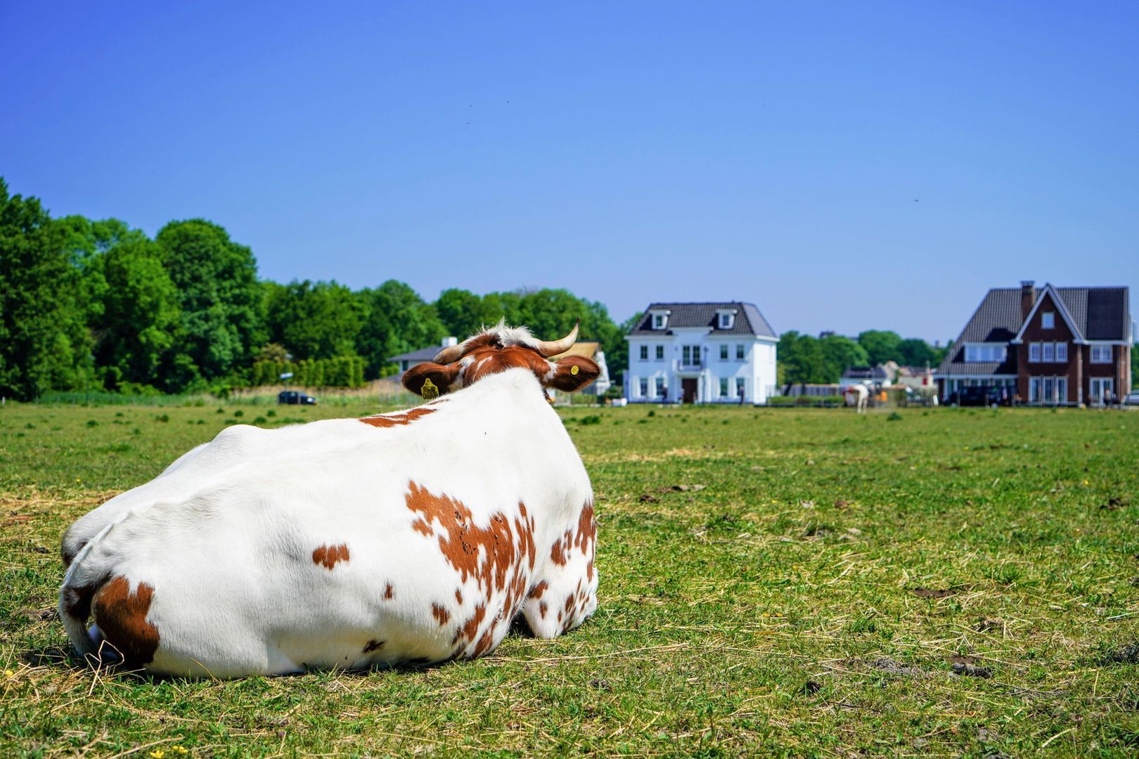 Nederhoflaan 12 Den Haag photo-50
