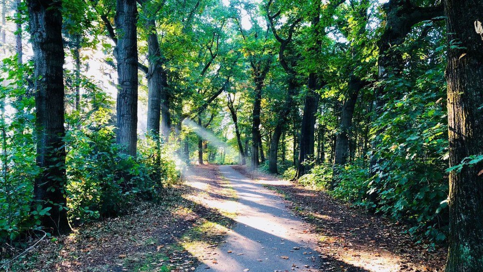 Hondsbergselaan 0 ong, Oisterwijk foto-4