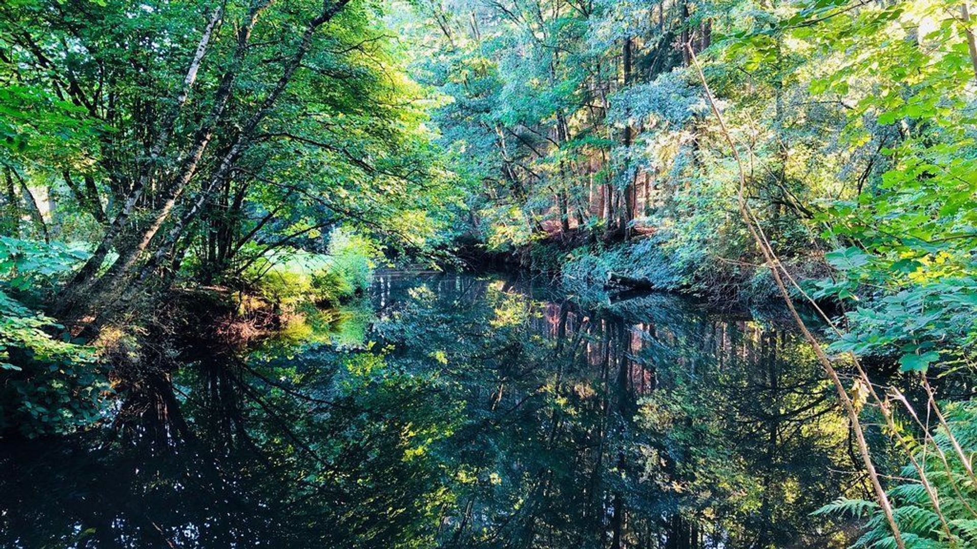 Hondsbergselaan 0 ong, Oisterwijk foto-3