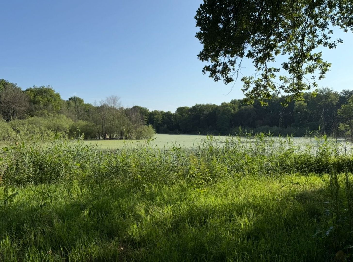 Merendreef 6, Valkenswaard foto-5