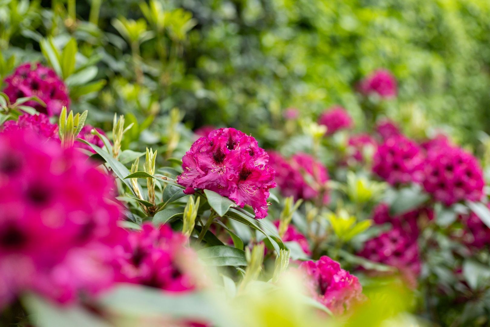 Lindenlaan 13, Heesch foto-51