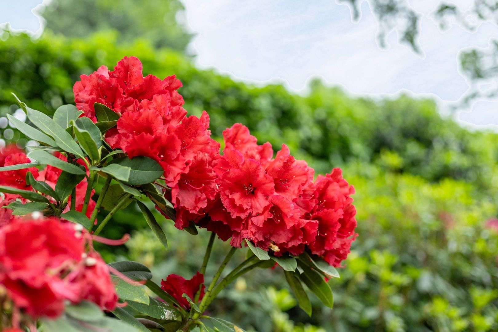 Lindenlaan 13, Heesch foto-52