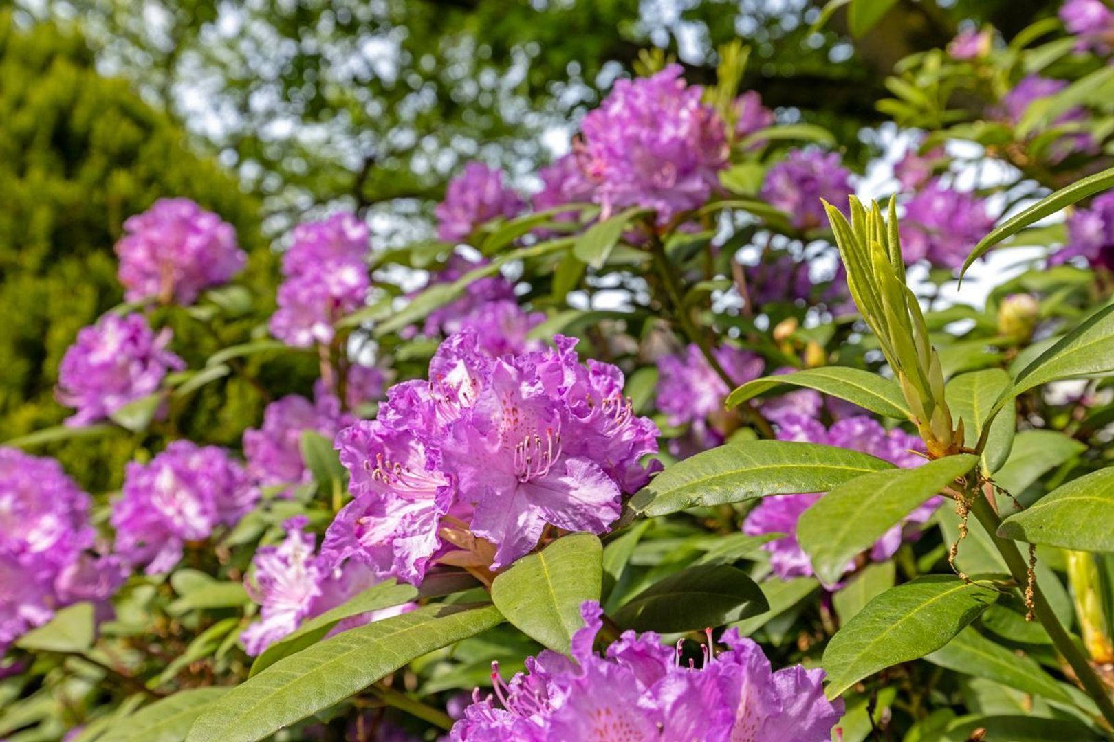 Beatrixlaan 5, Oss foto-30