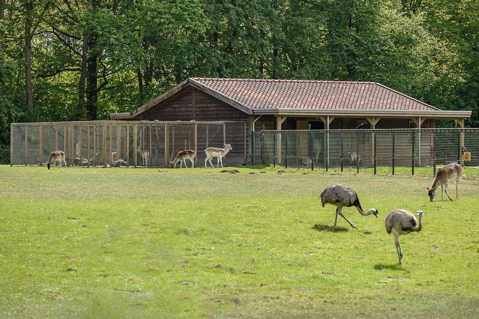 Acacialaan 4, Oss foto-21