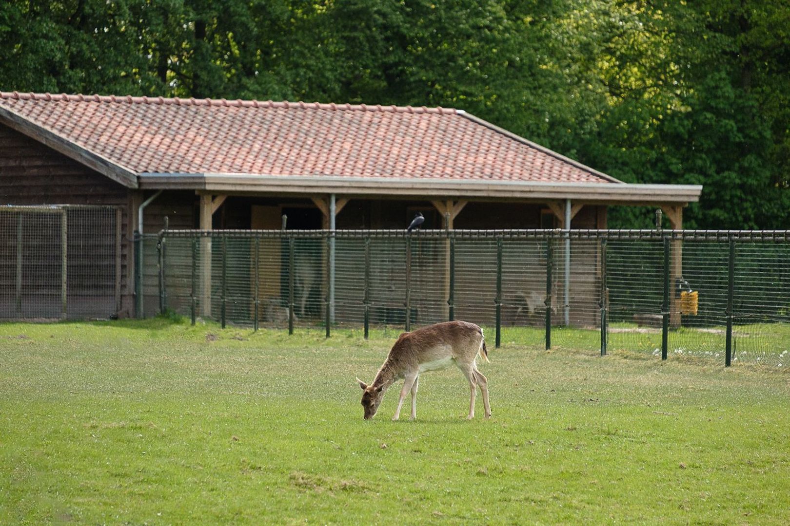 Acacialaan 4, Oss foto-20