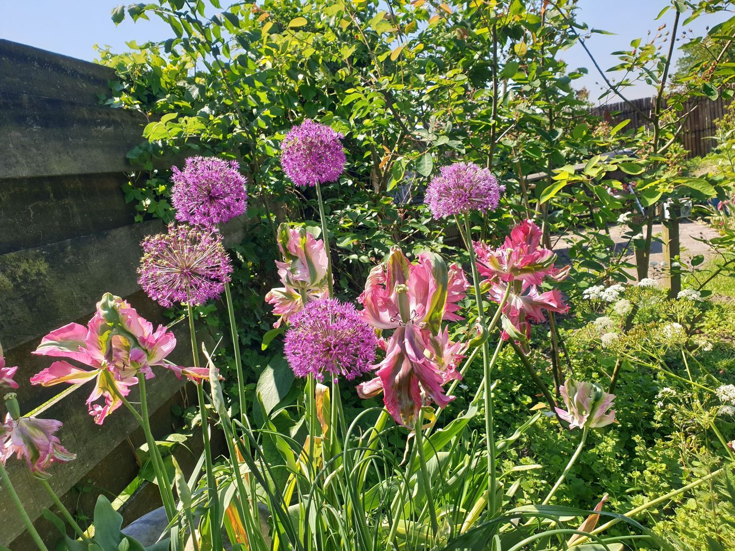 Nijbuorren 8, Ternaard foto-32