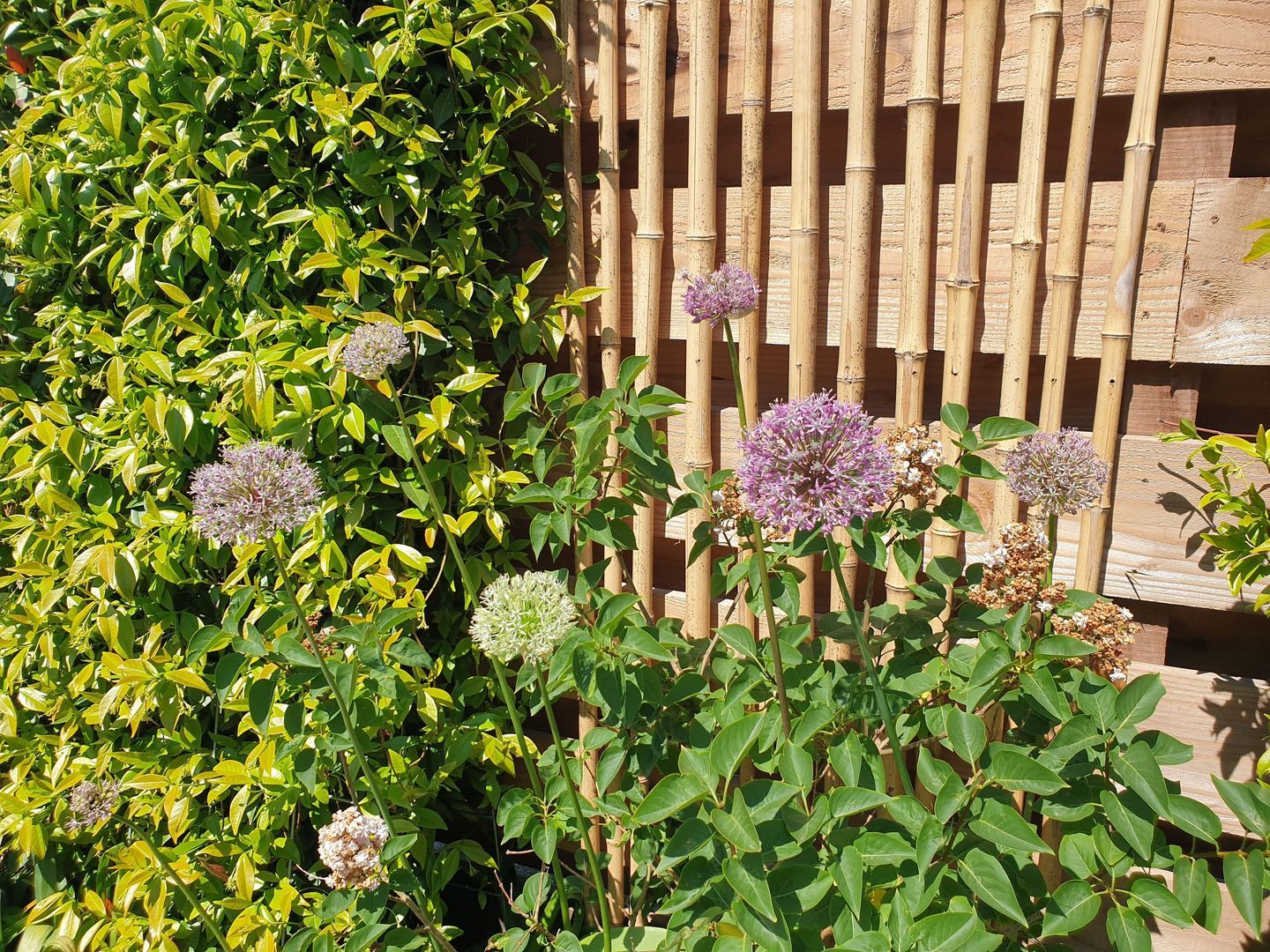 Nijbuorren 8, Ternaard foto-28