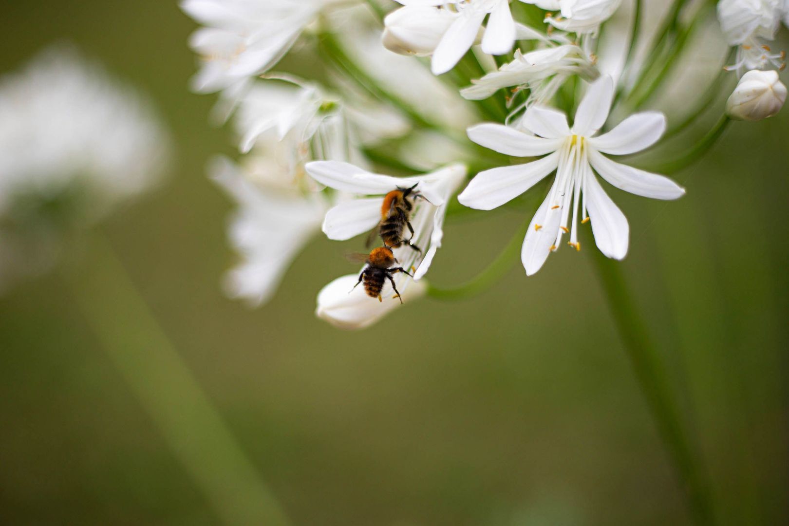 Huisterheide 1, Sint Nicolaasga foto-80