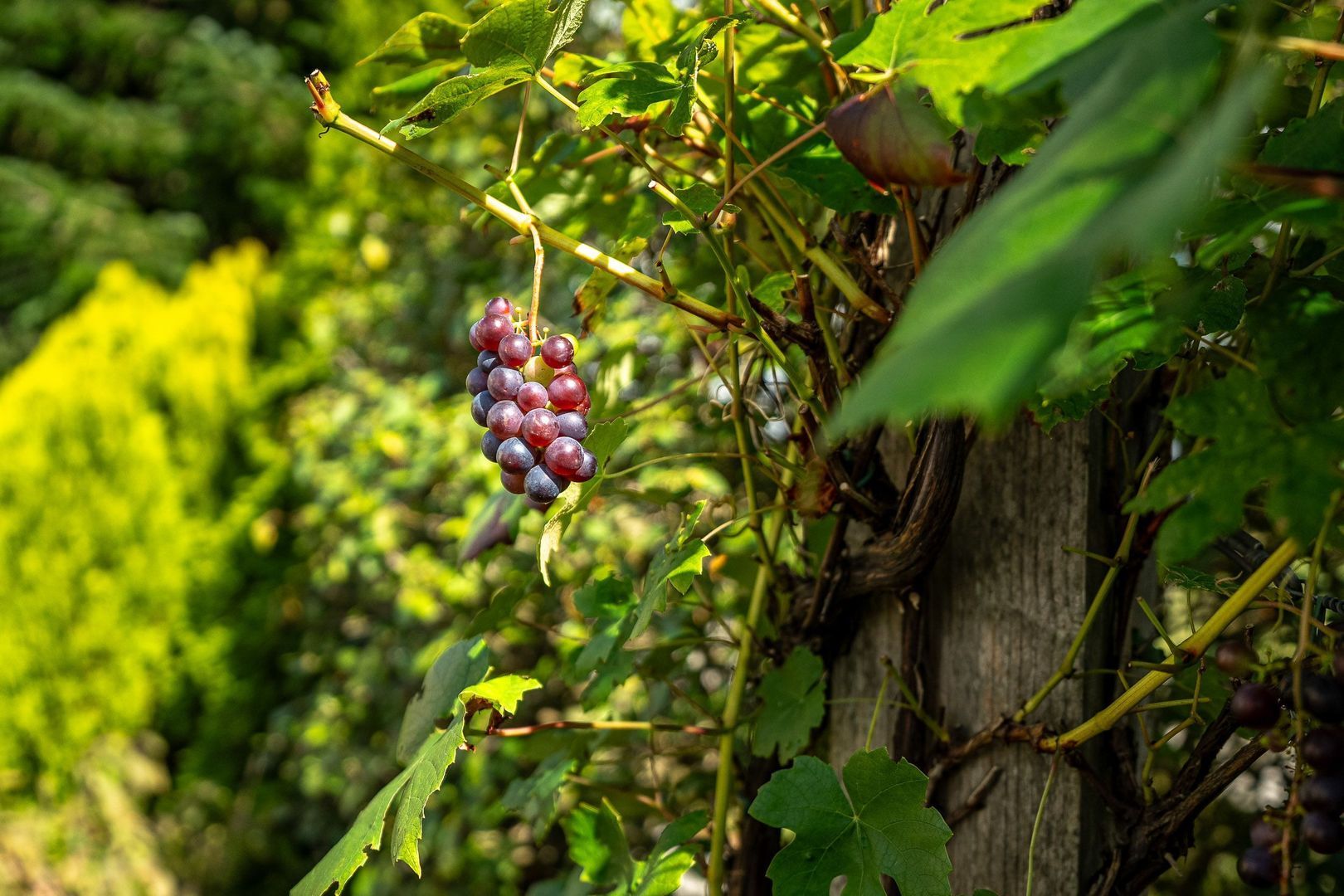 Eeltsjemar 1, Leeuwarden foto-62