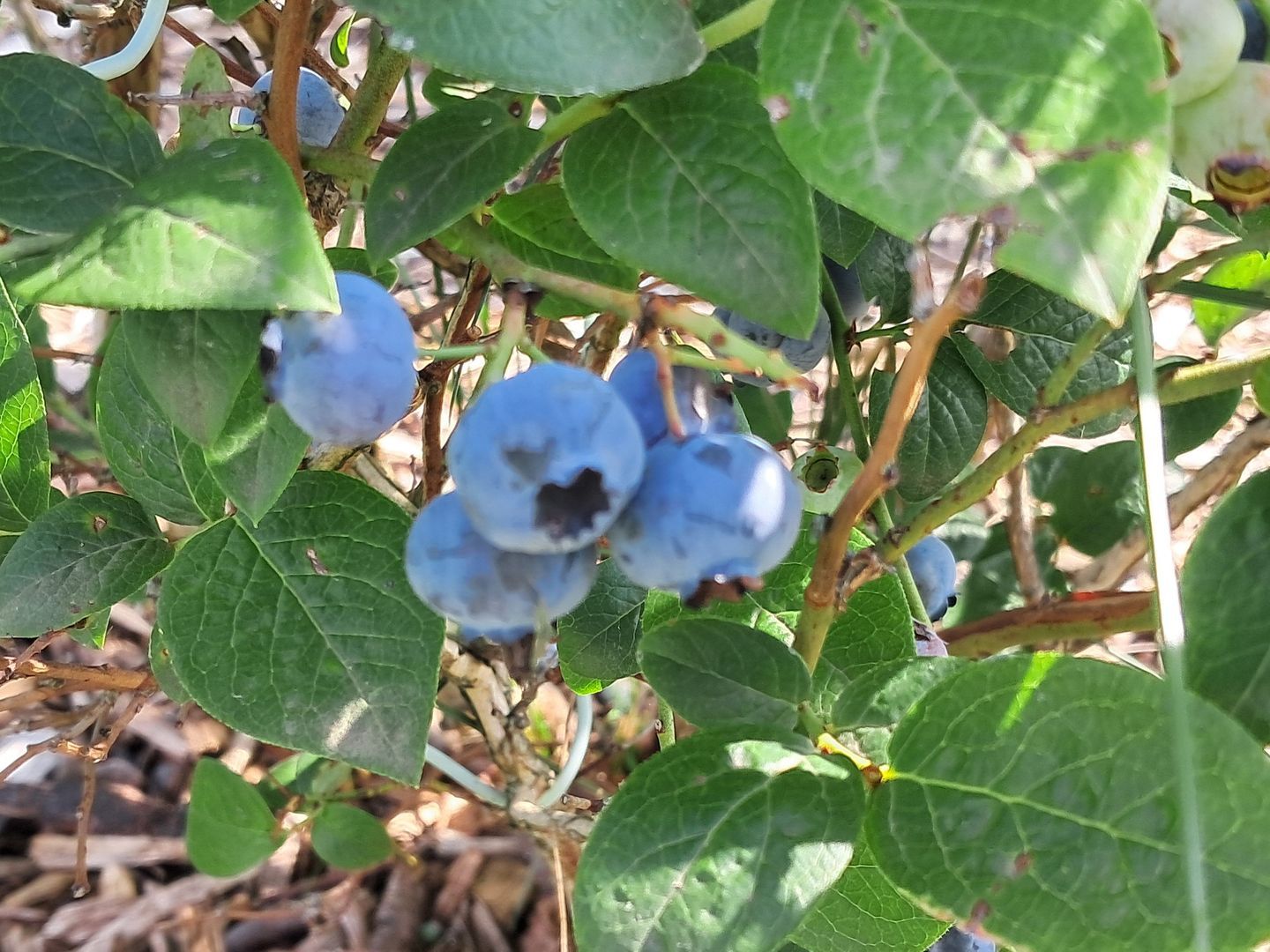 Herkenbosserweg 3, Vlodrop foto-20