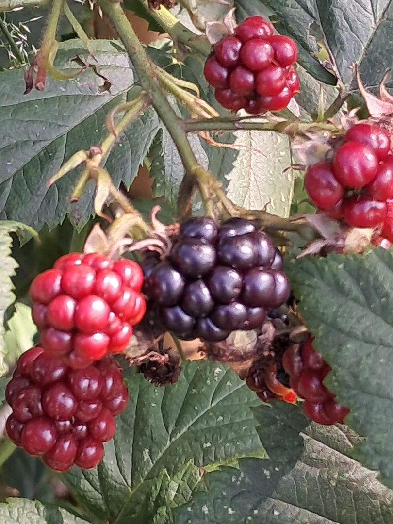 Herkenbosserweg 3, Vlodrop foto-19