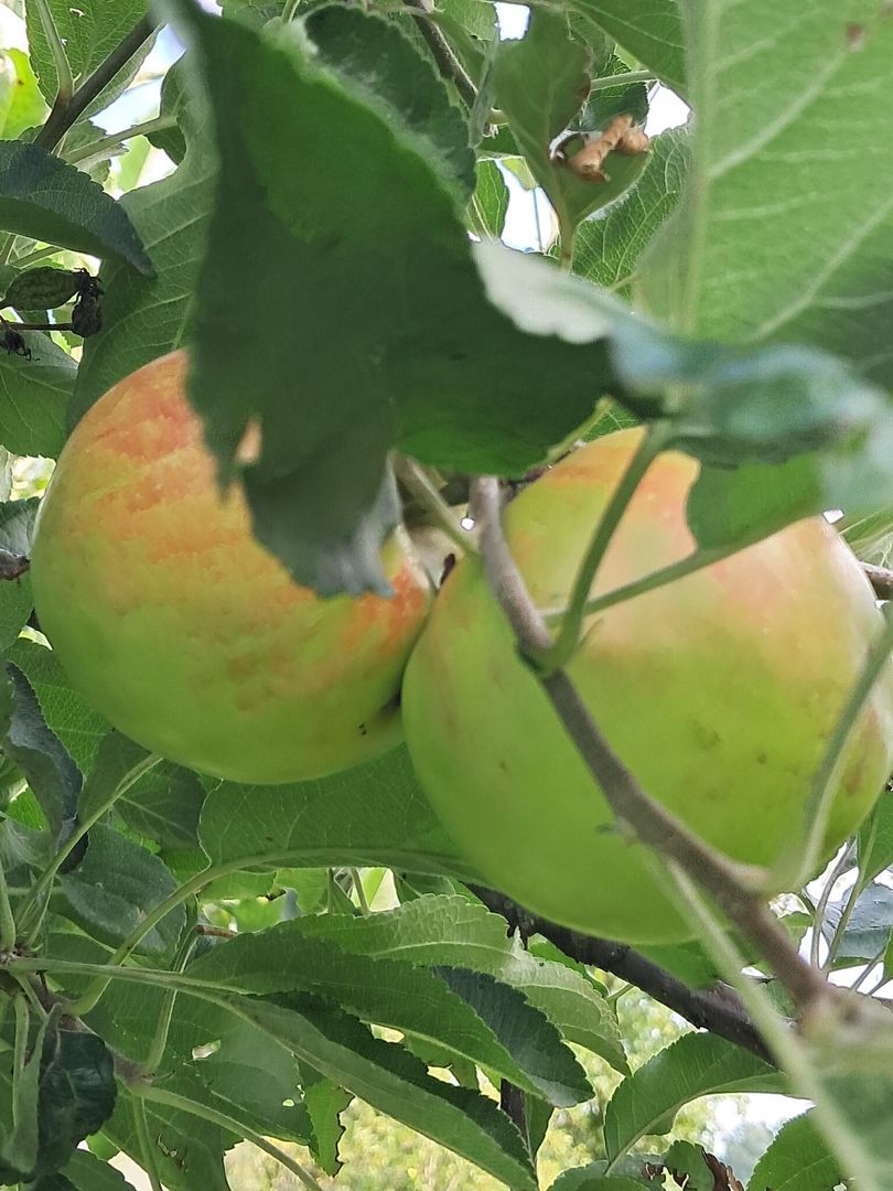 Herkenbosserweg 3, Vlodrop foto-22