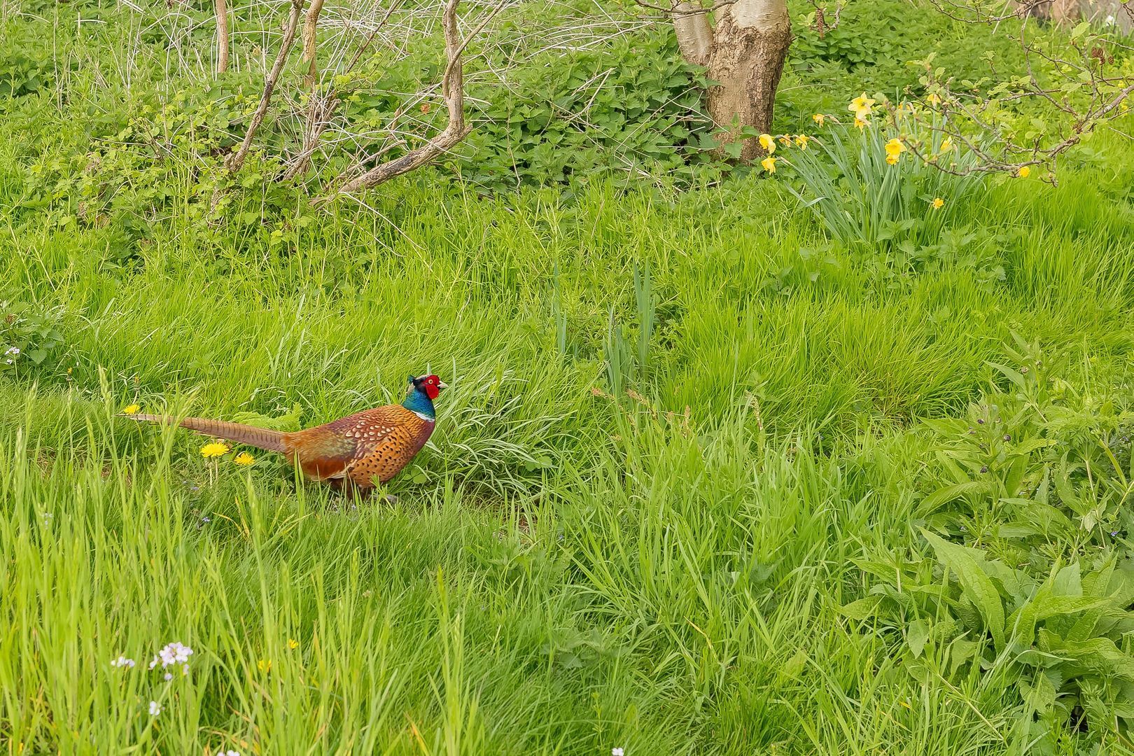 Sweilandpolder 15 m, Warmond foto-52