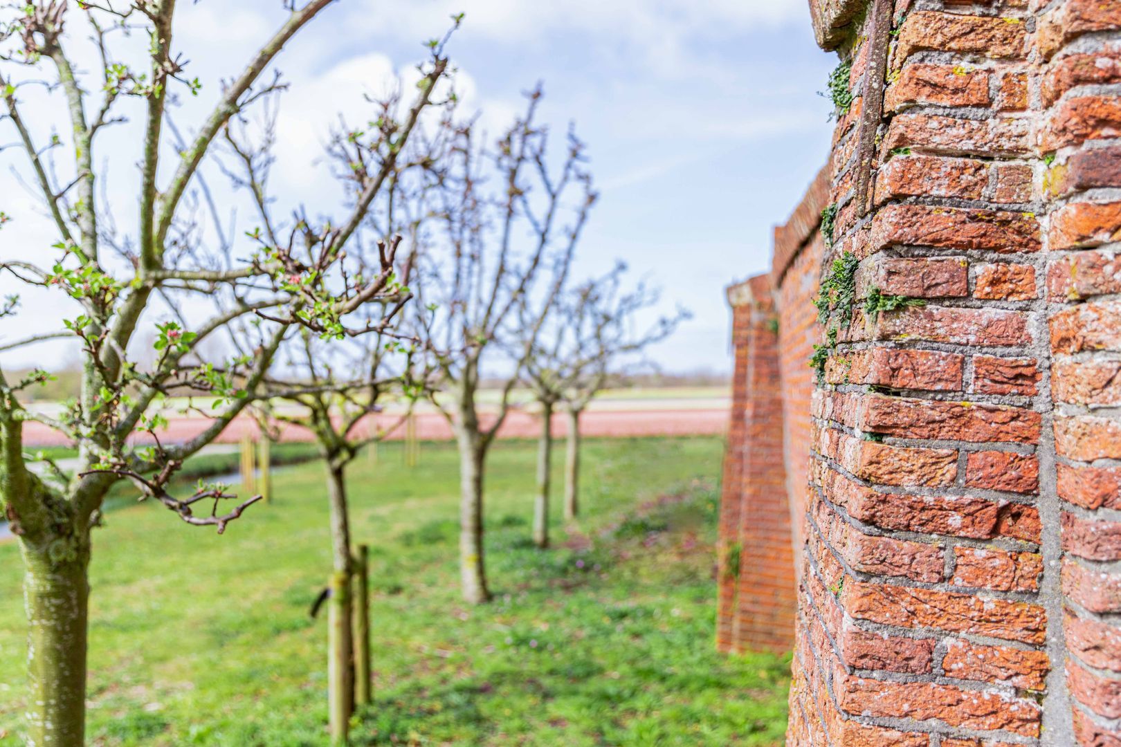 Achterweg-Zuid 56, Lisse foto-70