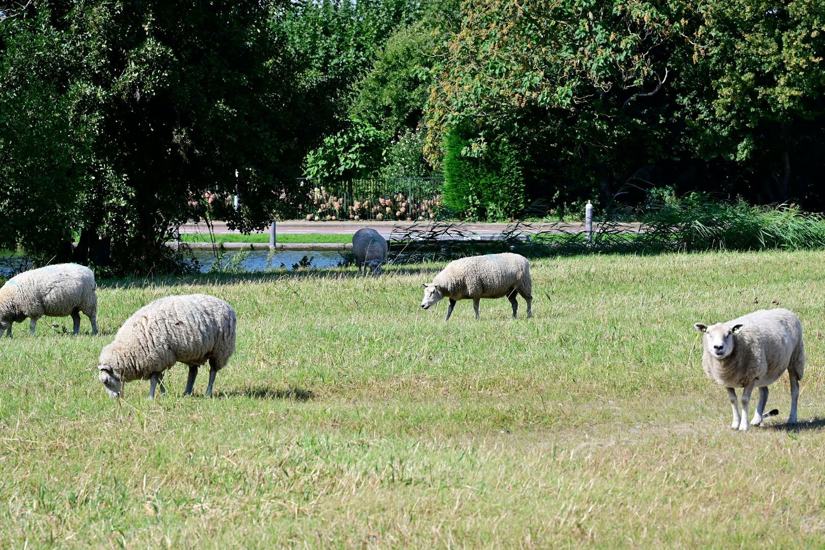 Boeghof 6, Leimuiden foto-37
