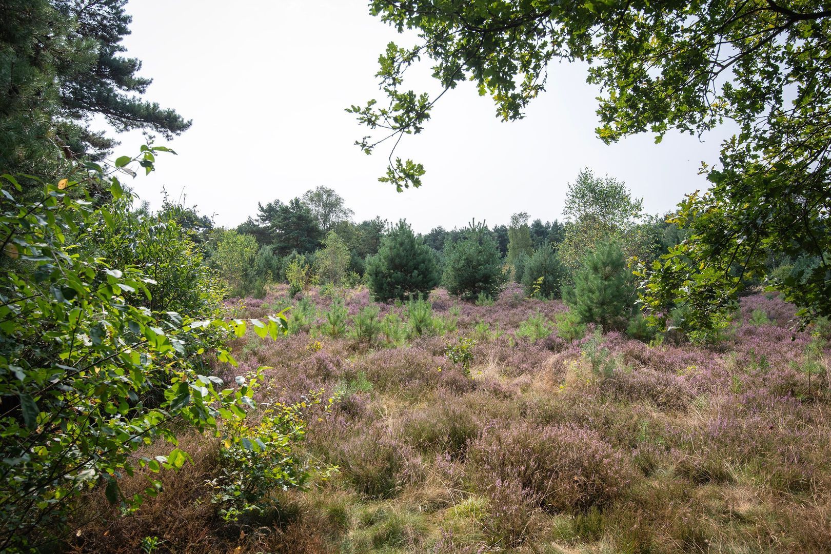 Schovenhorsterveldweg 18, Putten foto-31