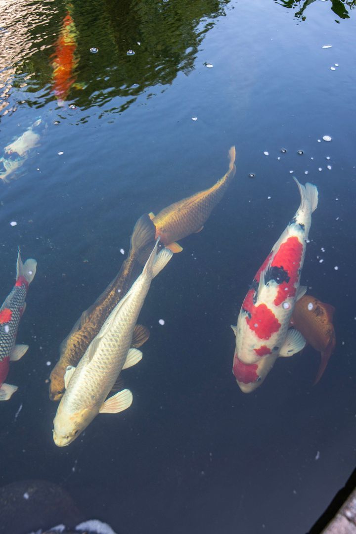 Schovenhorsterveldweg 18, Putten foto-28