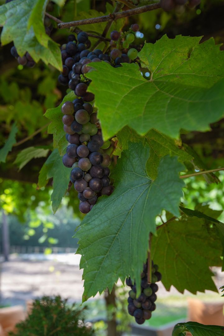 Klarenweg 62, Hulshorst foto-27