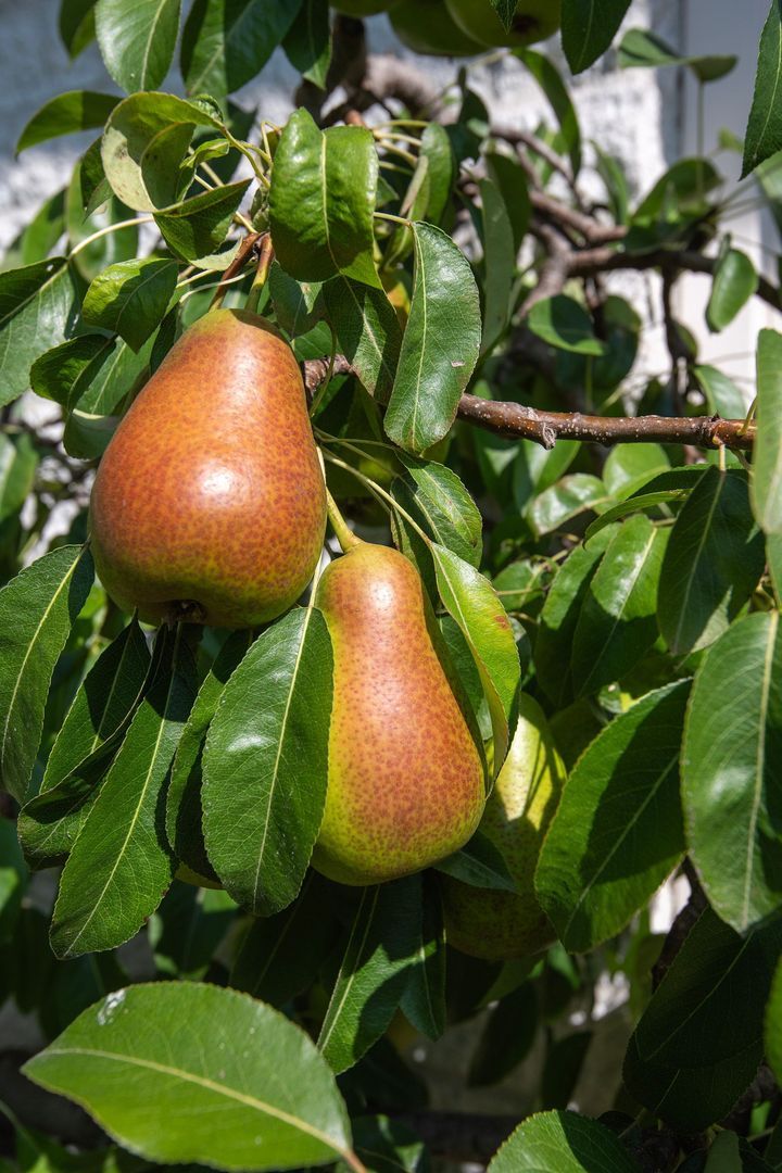 Klarenweg 62, Hulshorst foto-28