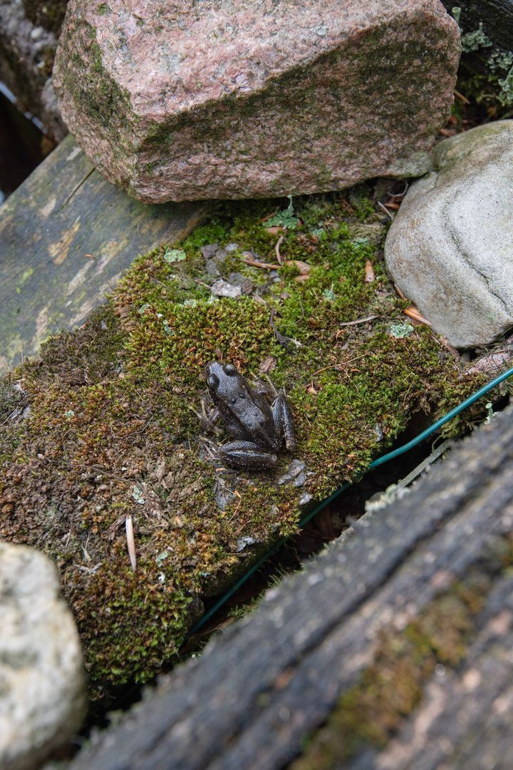 Beukenlaan 3, Putten foto-26