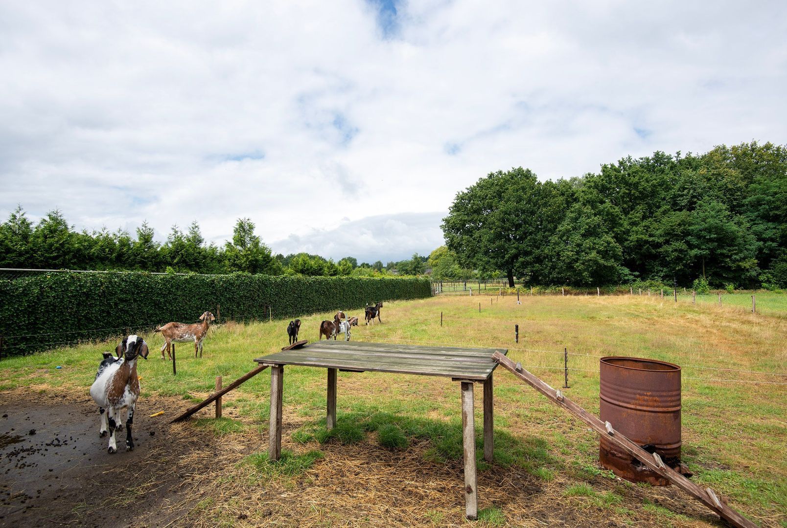 Hessenweg 6, Putten foto-4