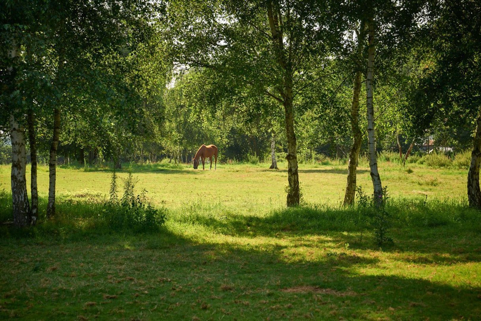 Deense Hoek 18, Lieshout foto-59
