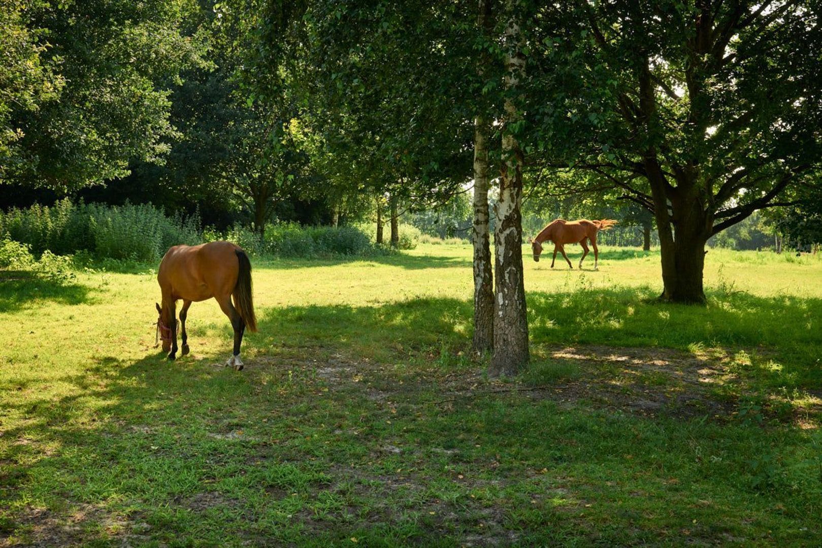 Deense Hoek 18, Lieshout foto-50