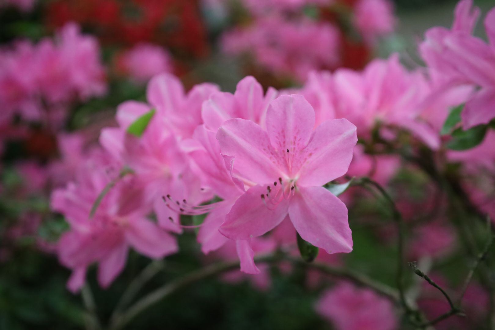Ridderstraat 80, Oosterhout foto-31