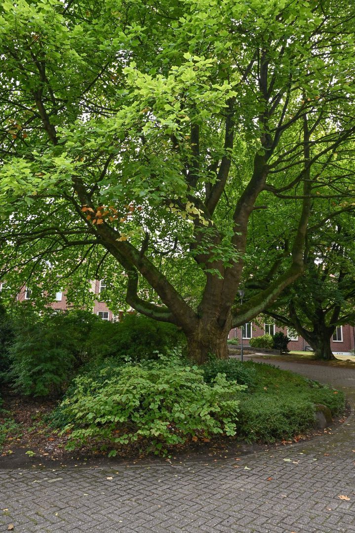 Kapucijnenhof 42, Oosterhout foto-6