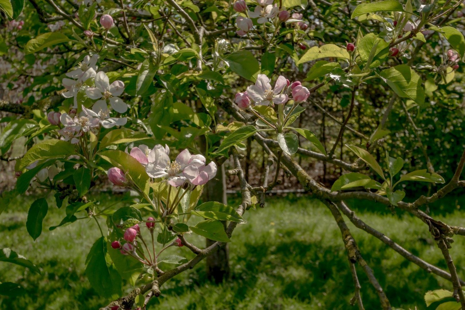 Eemster 85, Dwingeloo foto-14