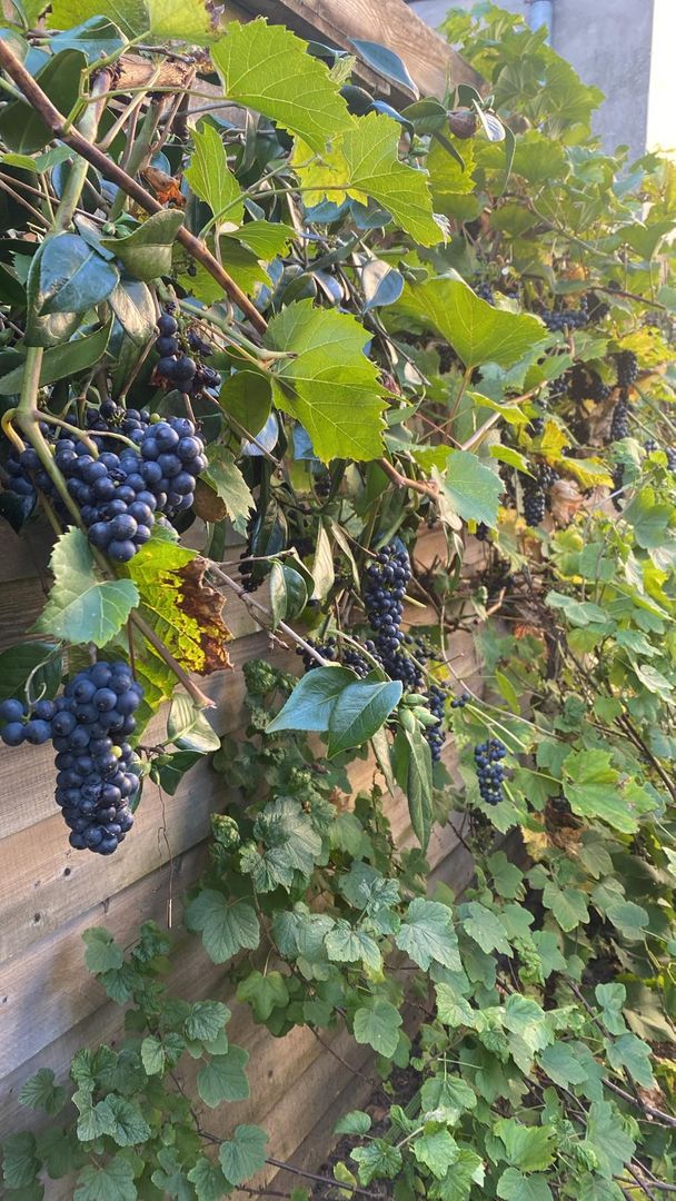 Onnastraat 12, Steenwijk foto-61