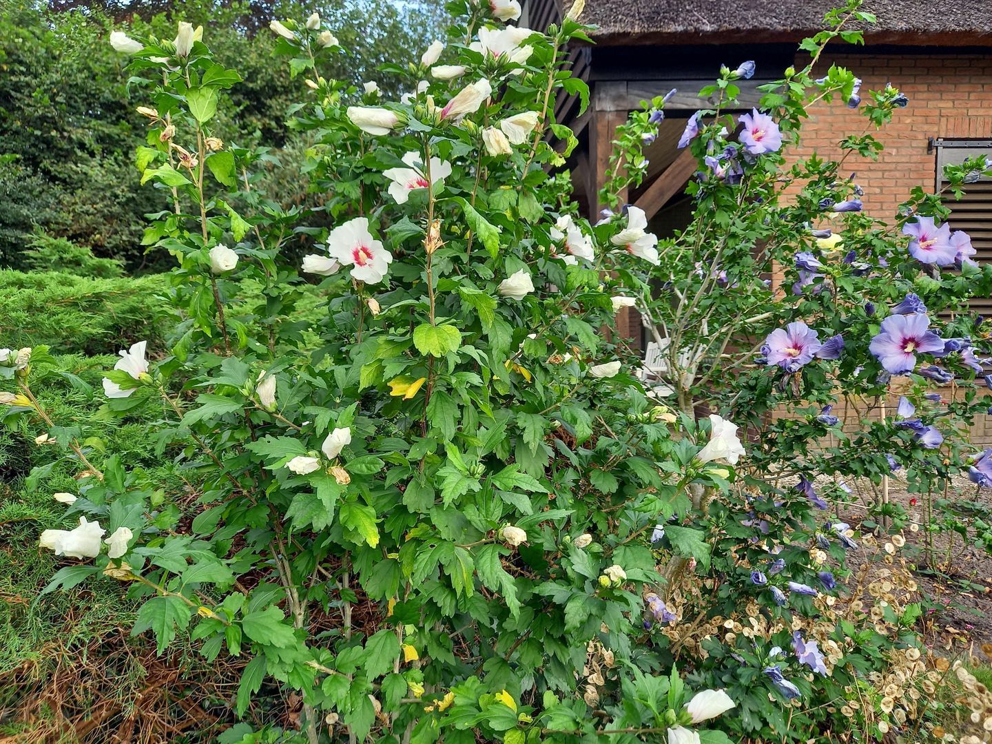 Oosteind 7, Vledder foto-59