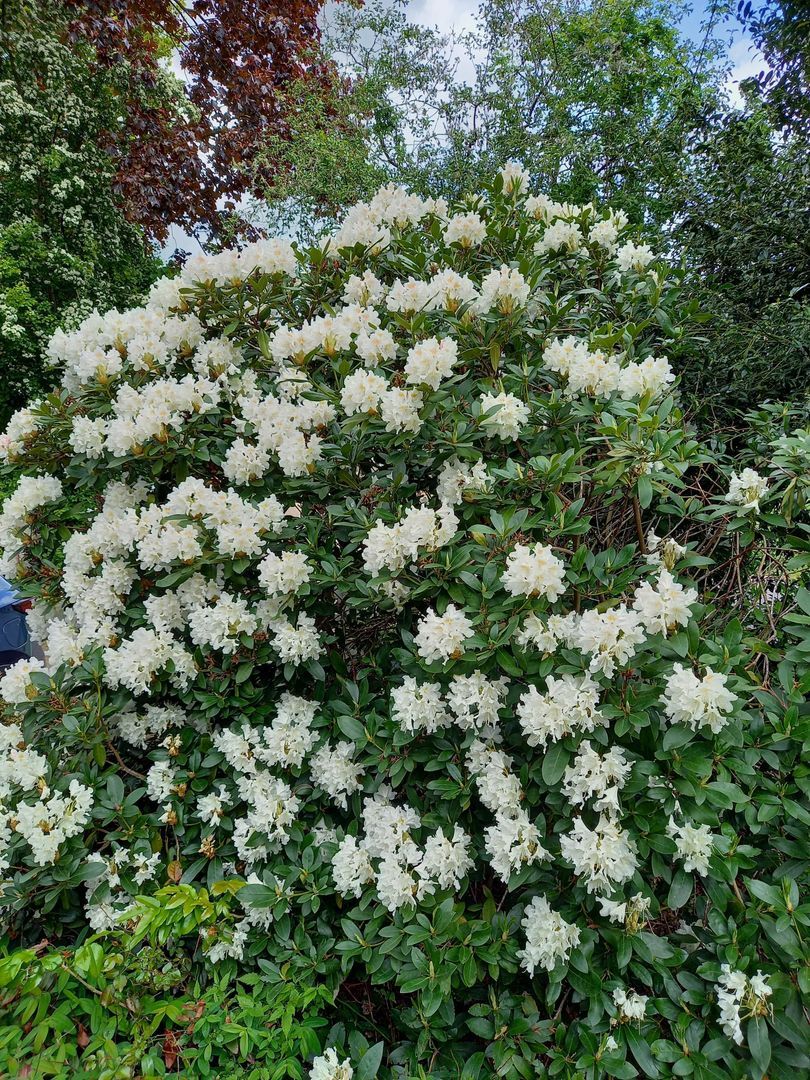 Oosteind 7, Vledder foto-57