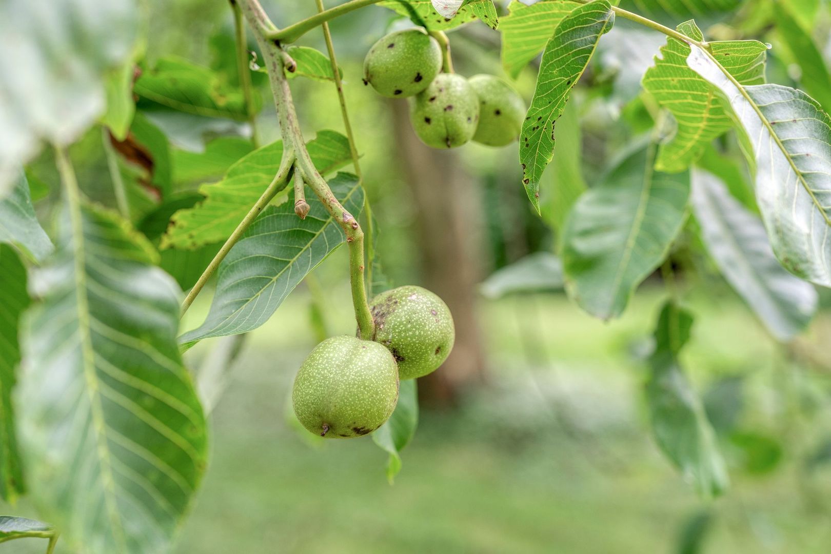 De Weijert 8, Dwingeloo foto-59