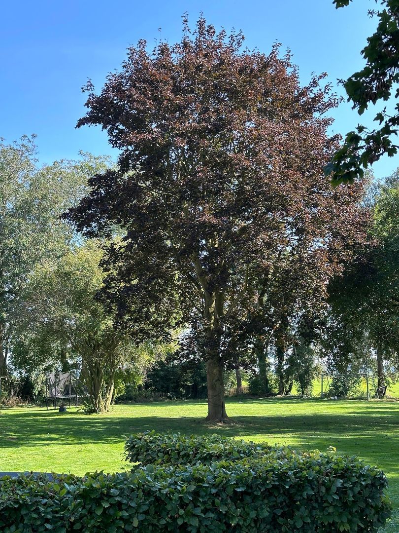 Kikkerij 1, Giethoorn foto-68