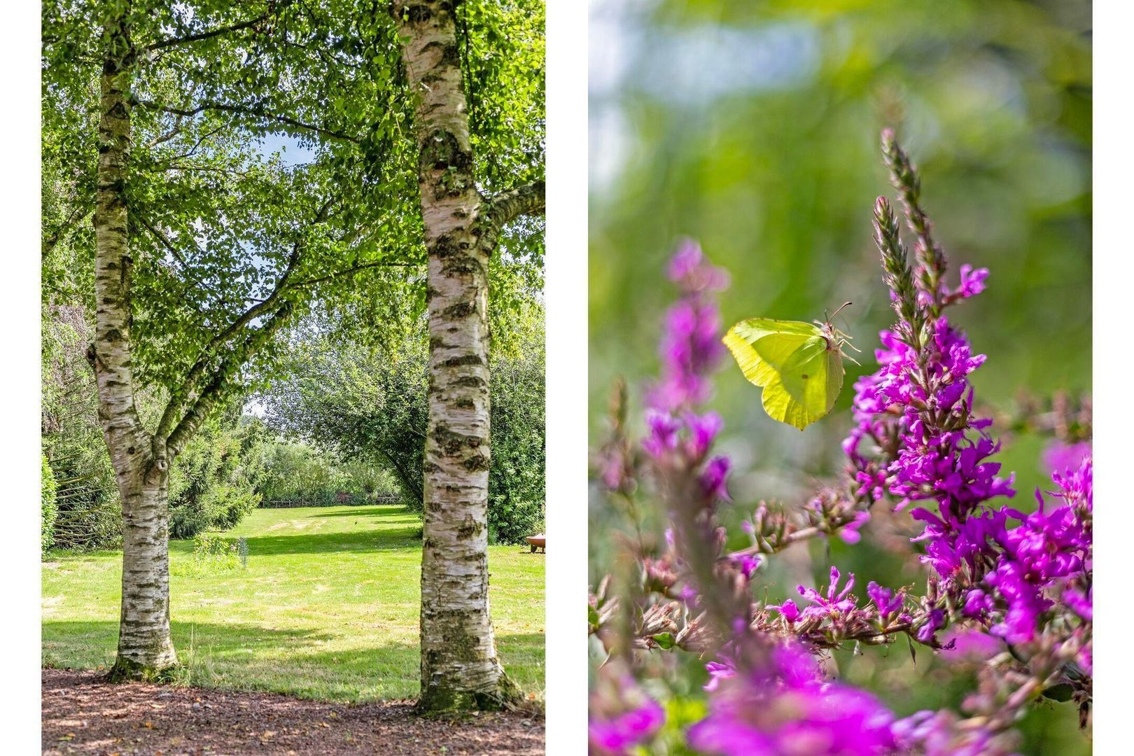 Riegshoogtendijk 176, Hollandscheveld foto-11